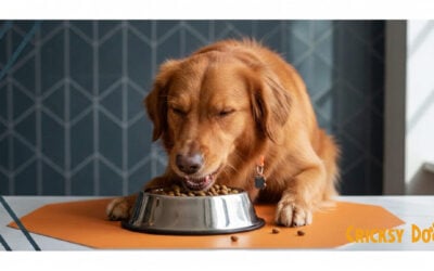 Crocchette agnello per cani: Guida alla scelta migliore